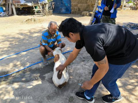 ฉีดวัคซีนป้องกันโรคพิษสุนัขบ้า ประจำปี 2567